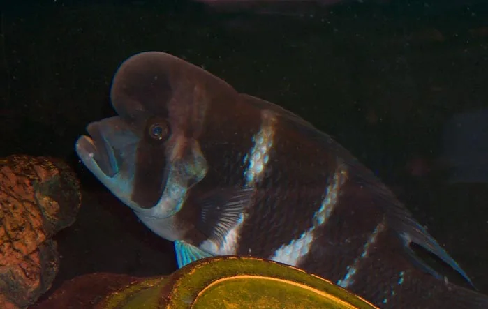 Cyphotilapia frontosa