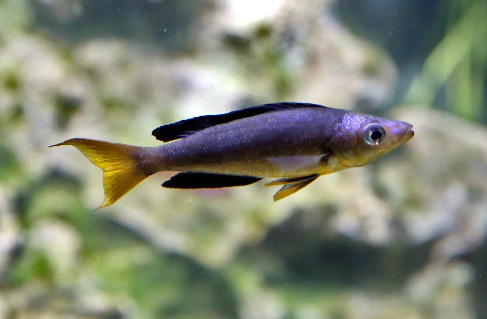 Blue safari (Cyprichromis microlepidotus)