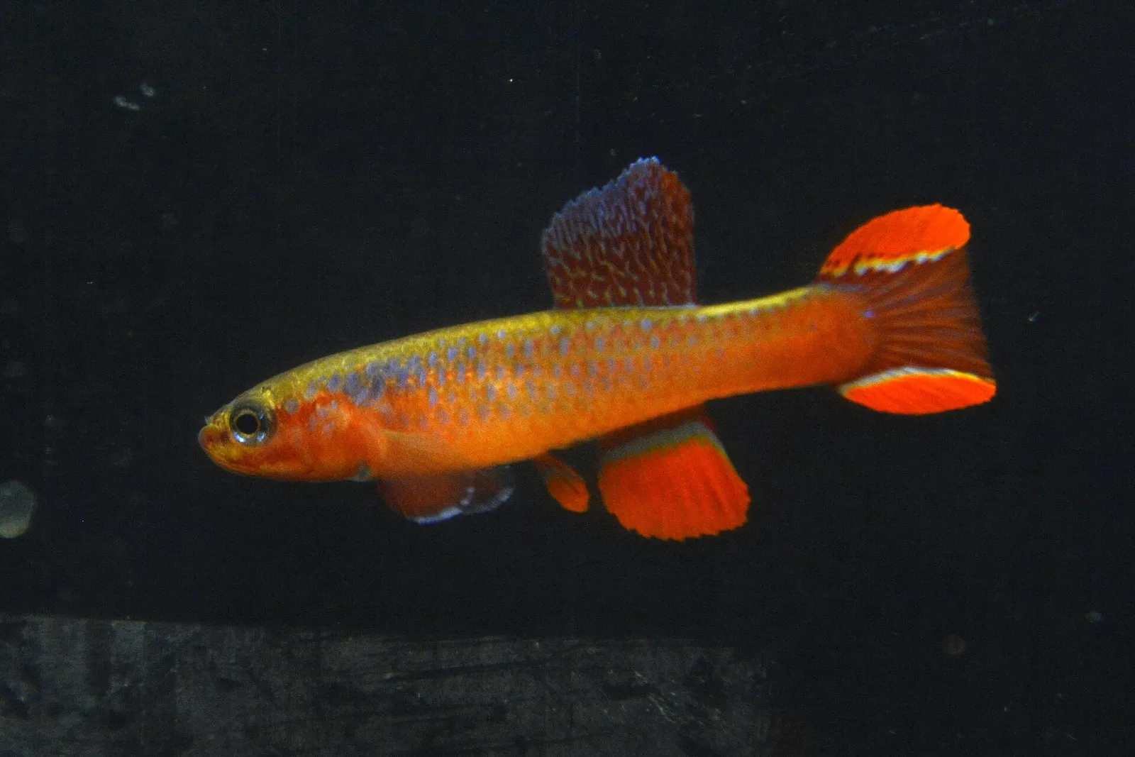 Diapteron fulgens