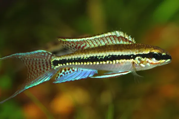 Checkerboard cichlid (Dicrossus filamentosus)