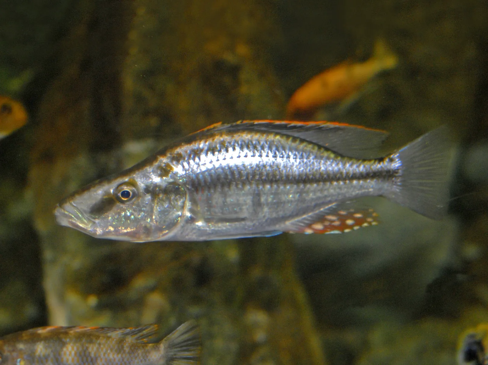 Malawi Eyebiter (Dimidiochromis compressiceps)