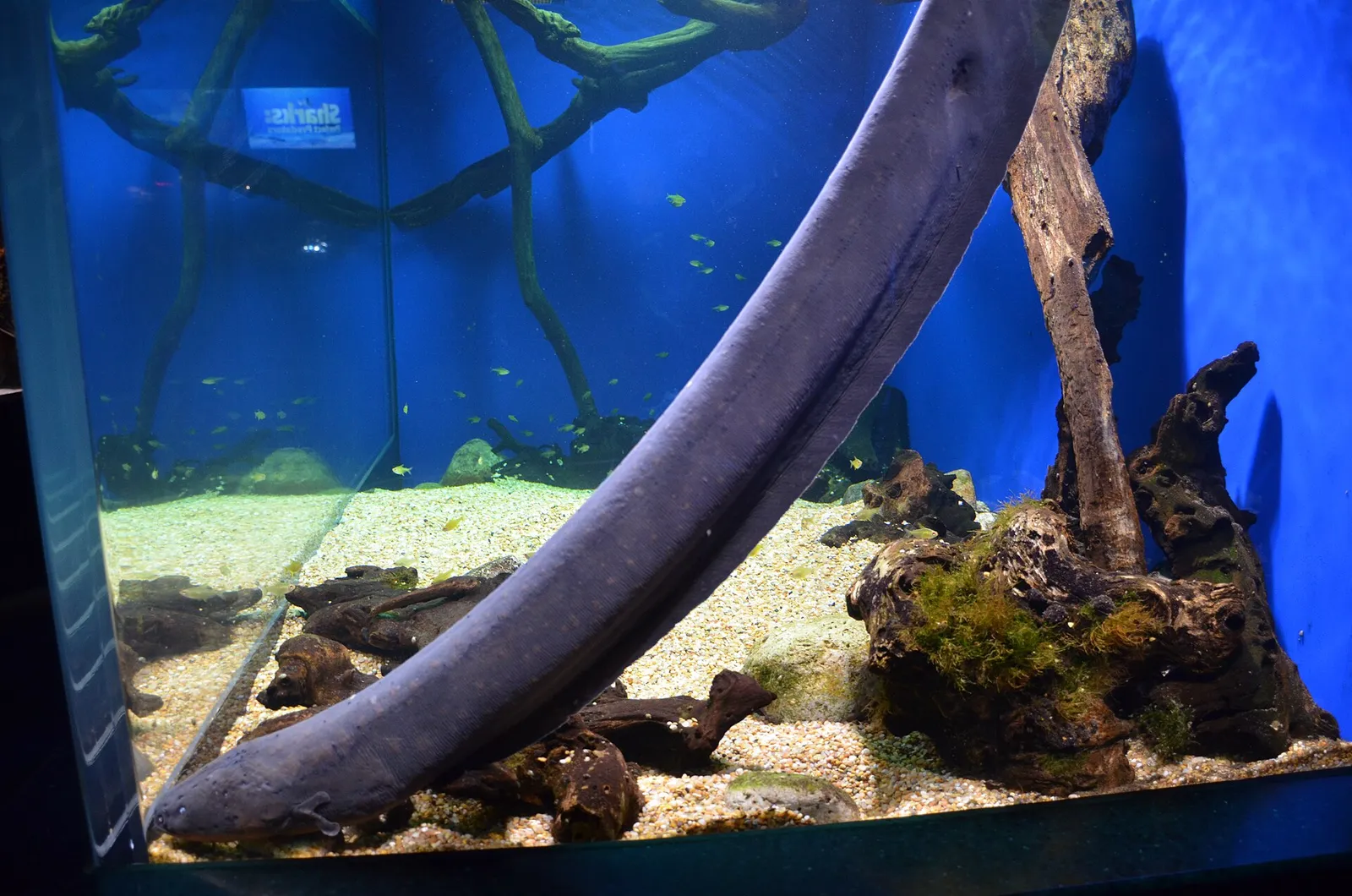 Electric eel (Electrophorus electricus)