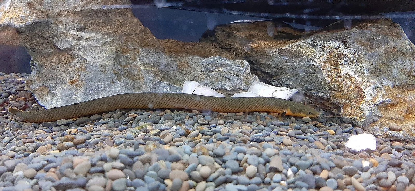 Reedfish (Erpetoichthys calabaricus)
