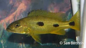 Exochochromis anagenys Female