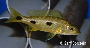 Exochochromis anagenys Juvenile