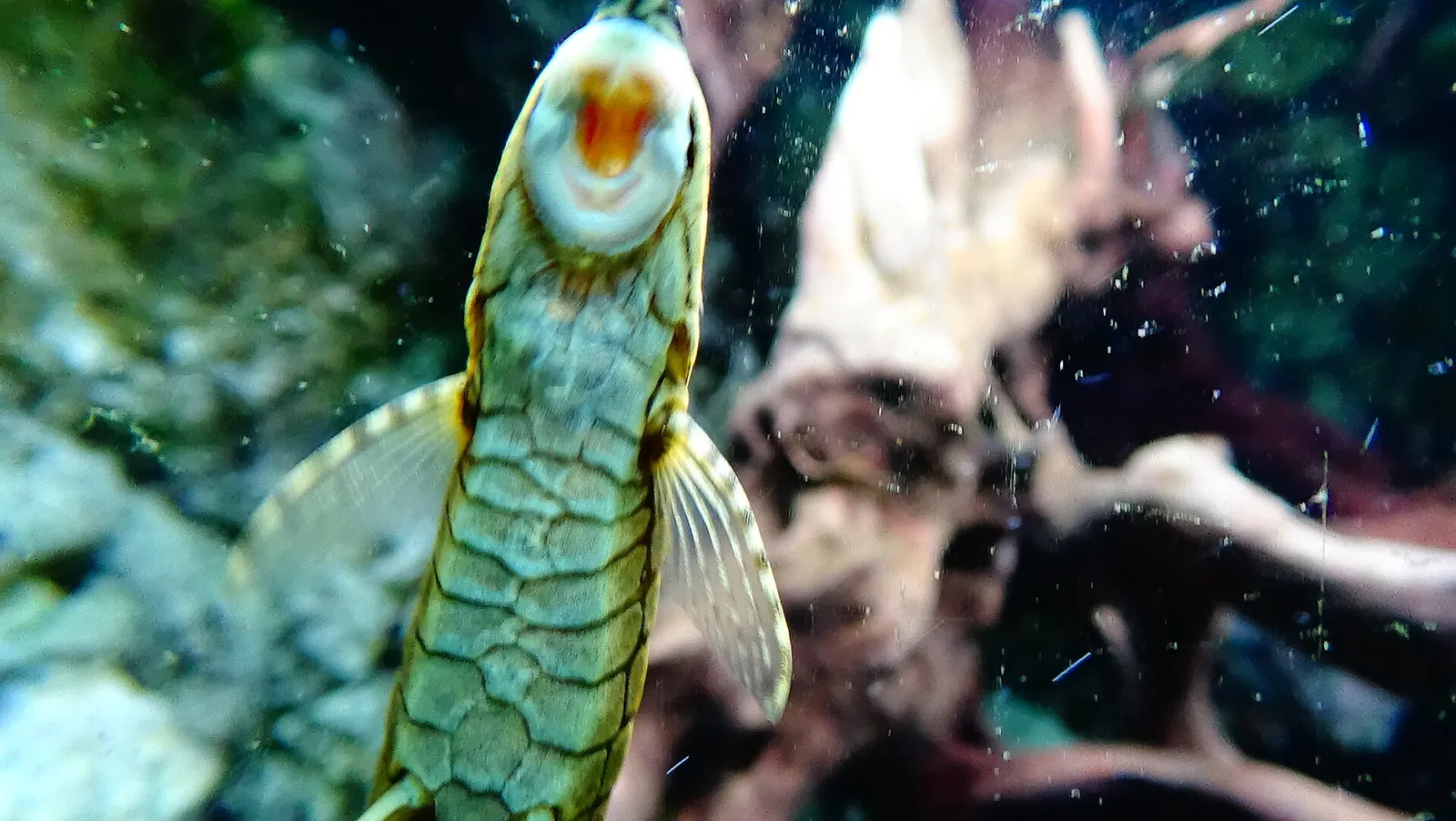 Twig Catfish (Farlowella acus)