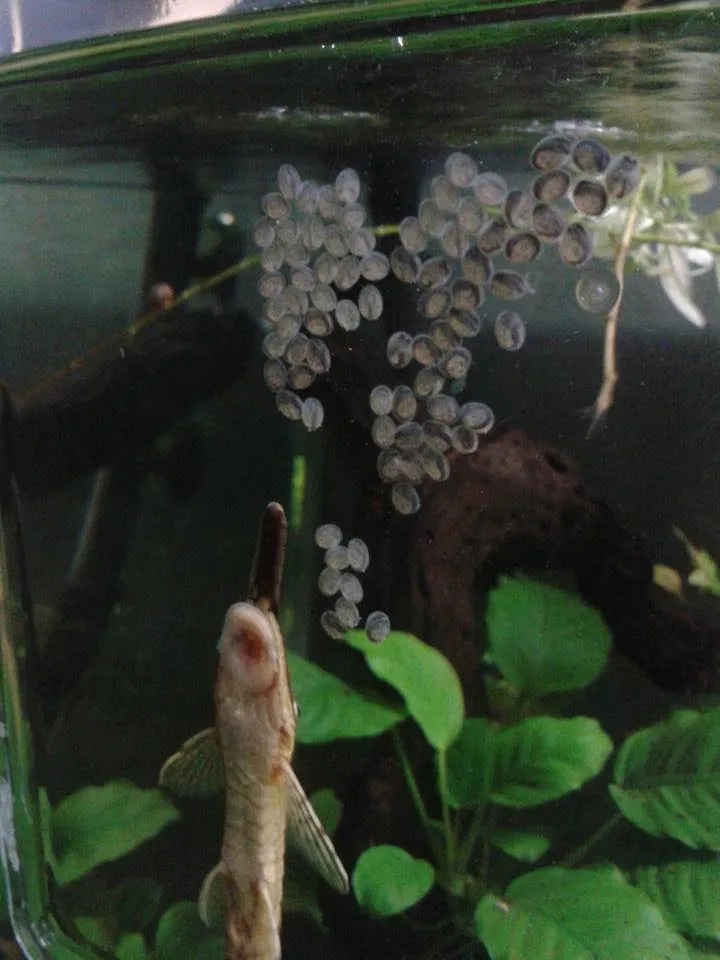 Twig Catfish (Farlowella acus)