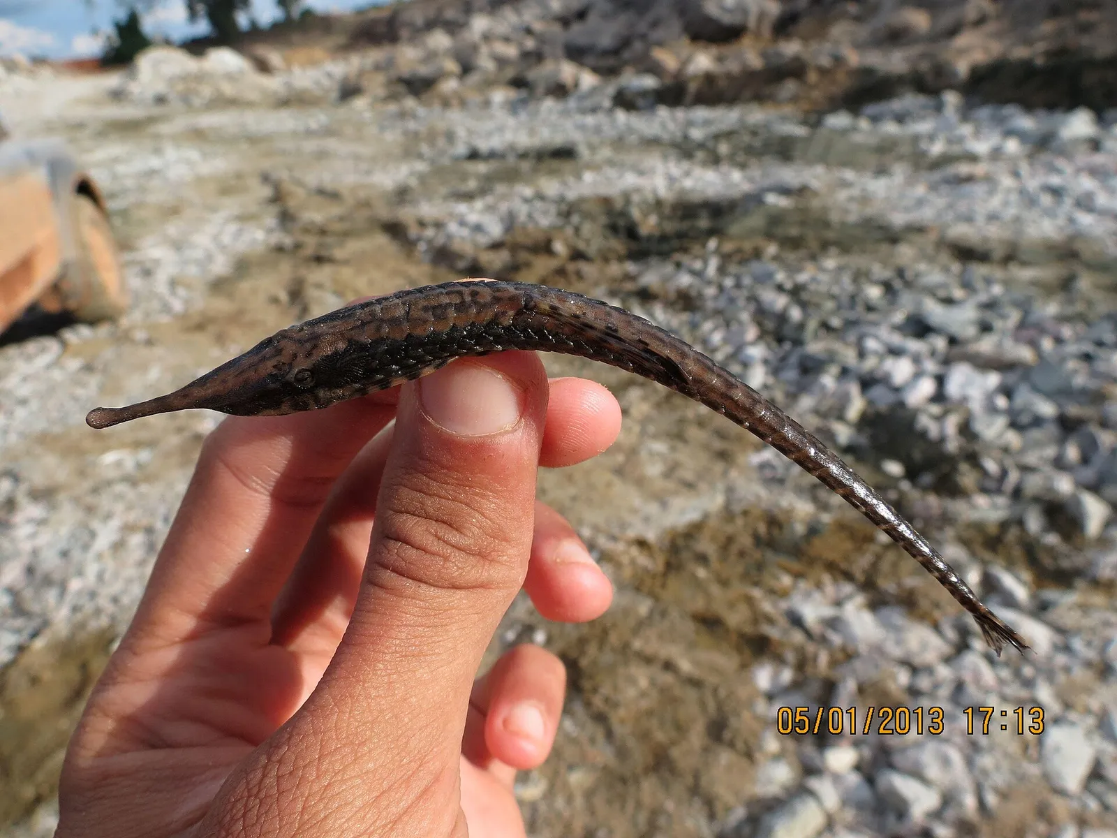 Amazon Twig Catfish (Farlowella amazonum)