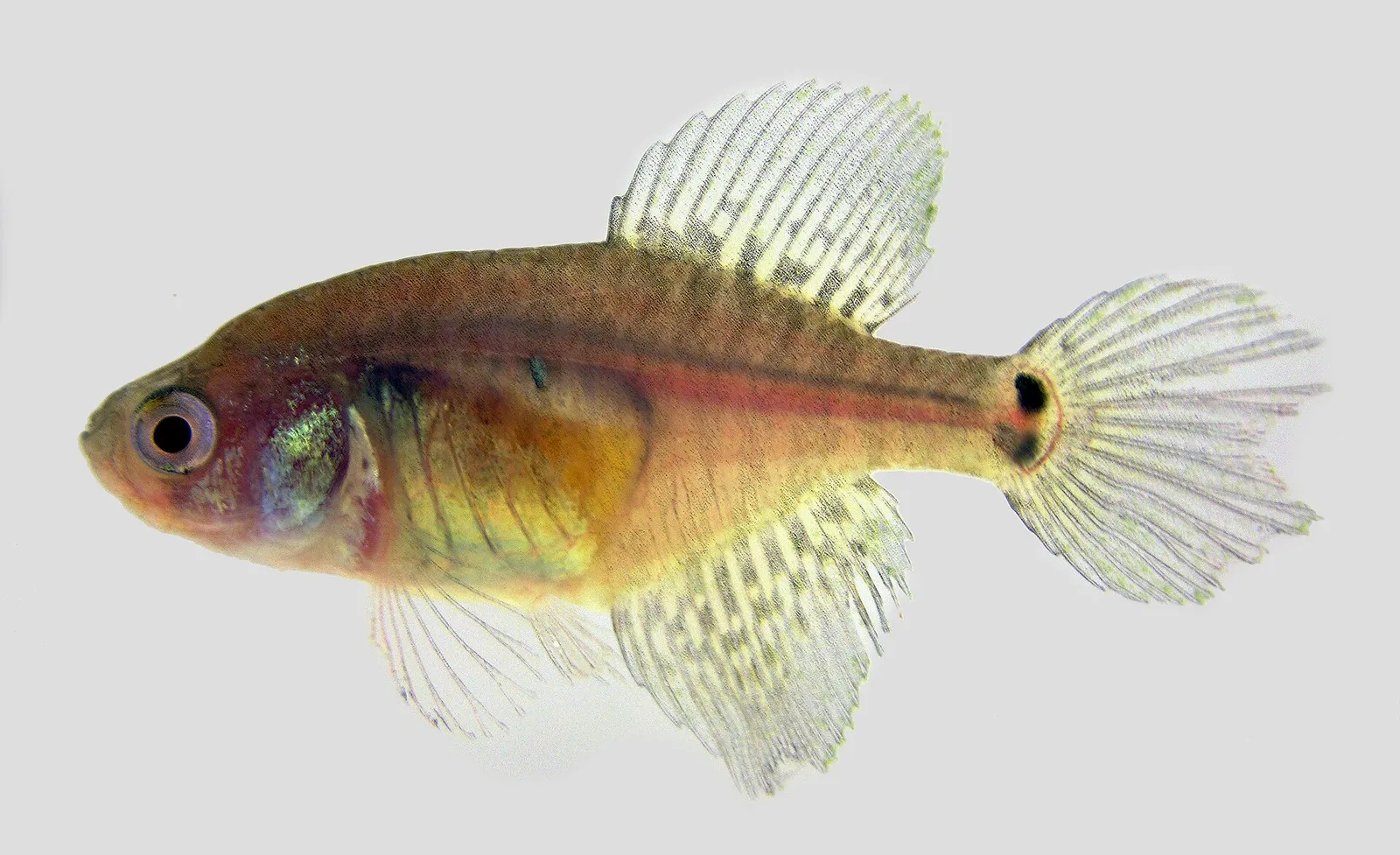 Garcialebias adloffi