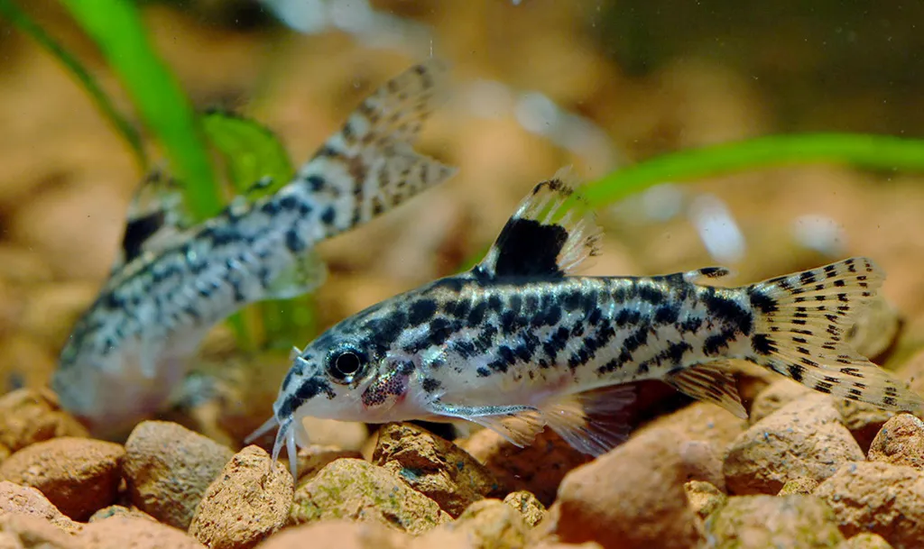 False corydoras (Gastrodermus pauciradiatus)