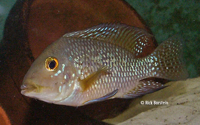 Geophagus brasiliensis