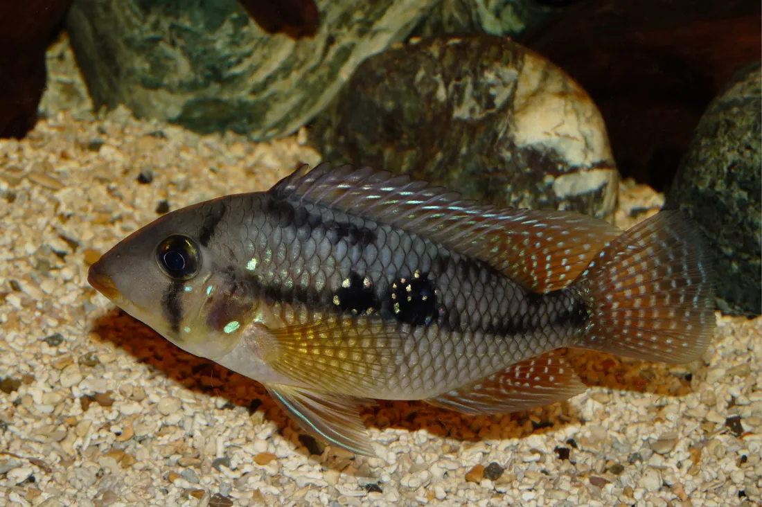 Pearl eartheater (Geophagus brasiliensis)