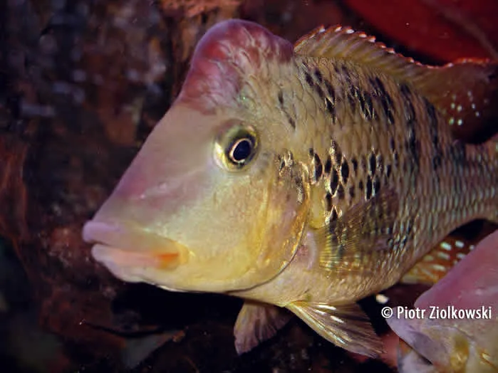 Geophagus steindachneri Male