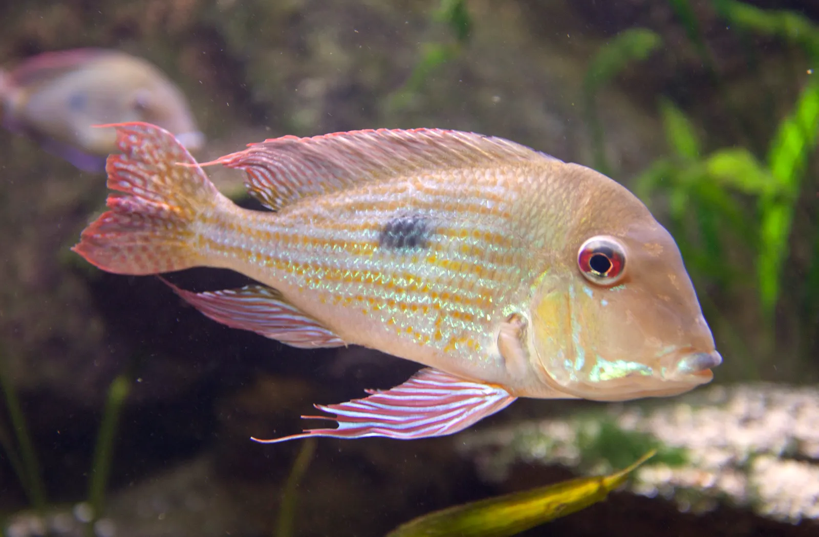 Redstriped eartheater (Geophagus surinamensis)