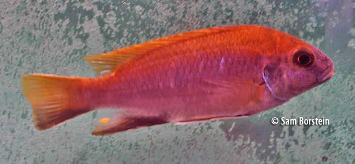 Gephyrochromis lawsi Male