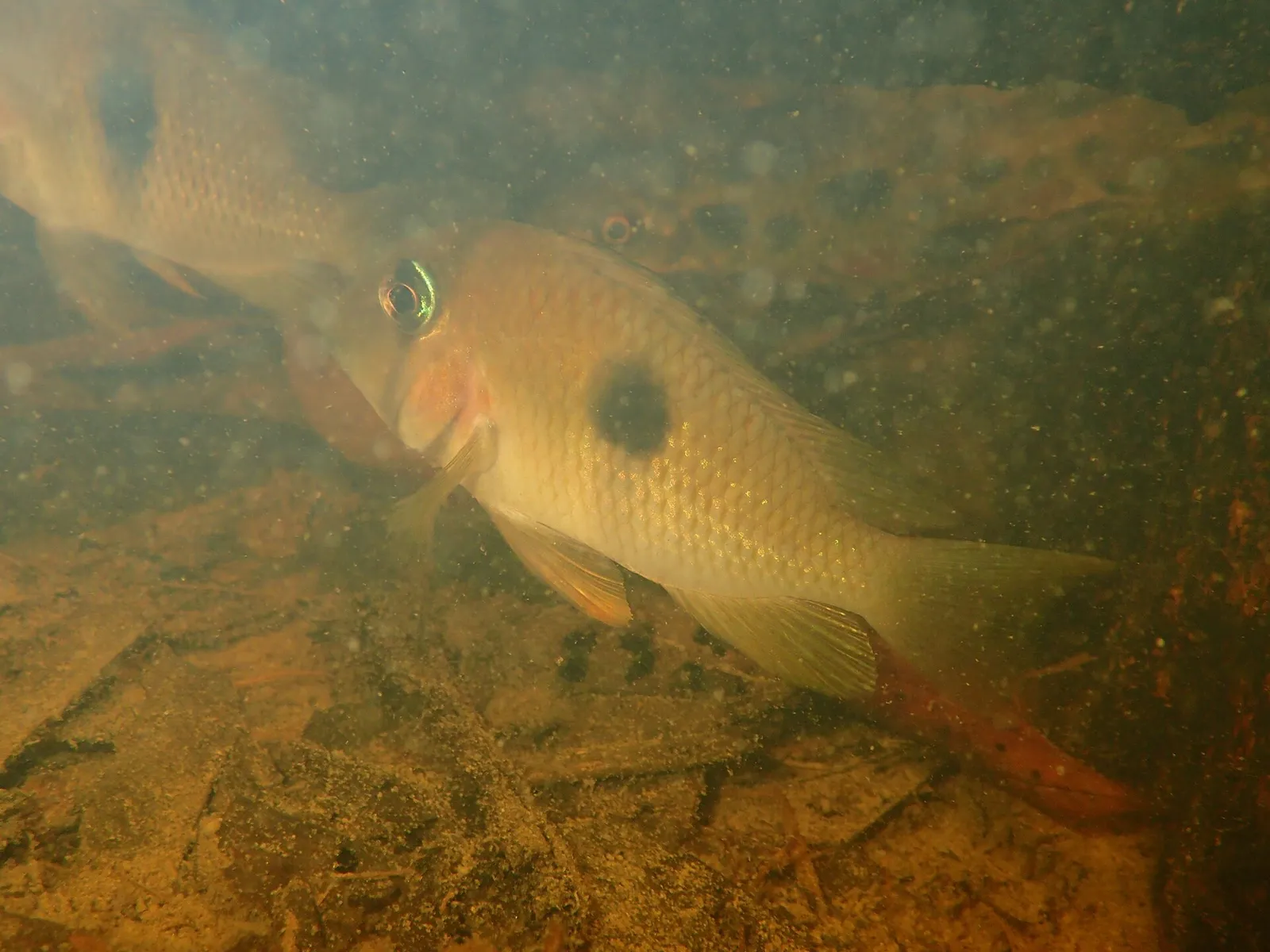 Blue bandit cichlid (Guianacara owroewefi)