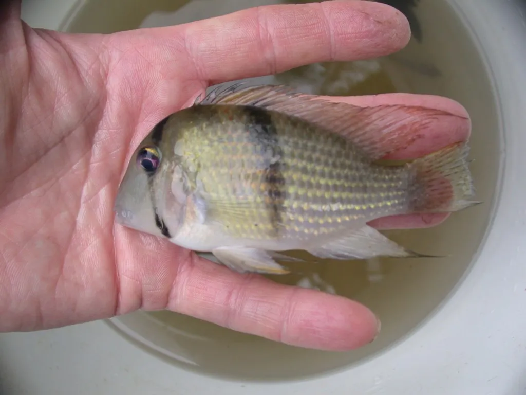 Suriname red spotted cichlid (Guianacara sphenozona)