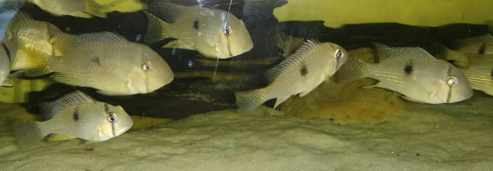 Guianacara stergiosi