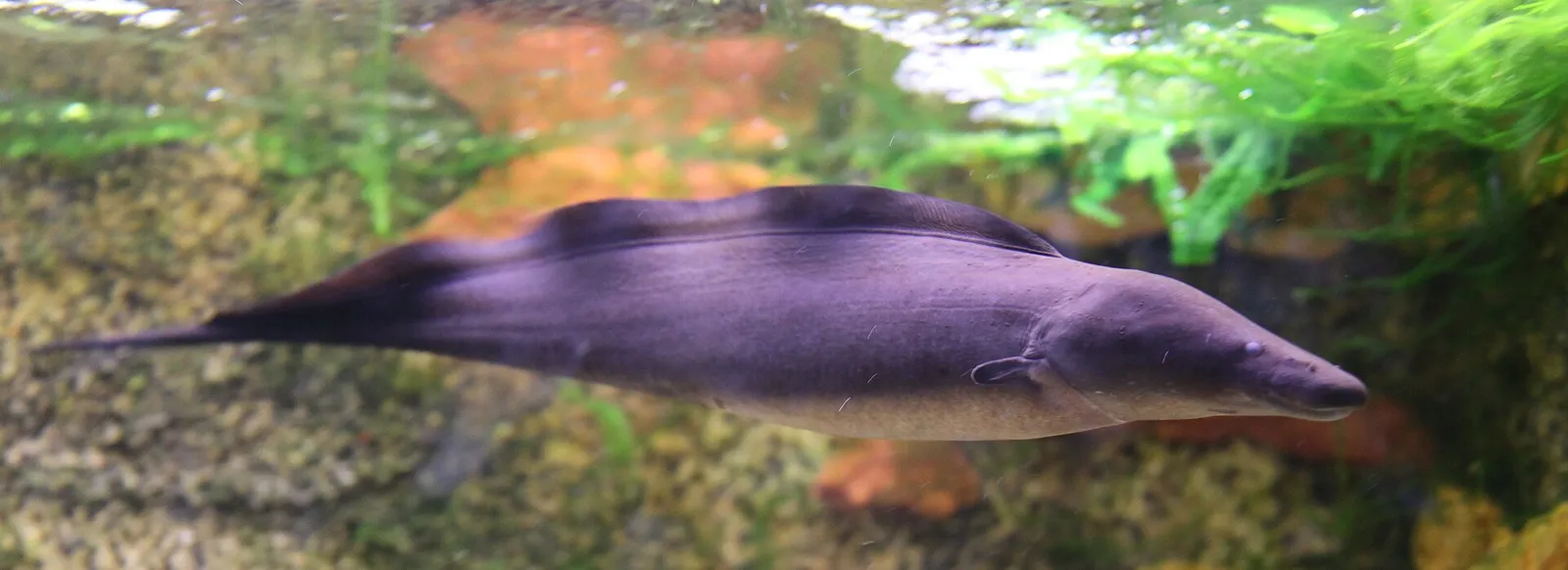 Aba (Gymnarchus niloticus)