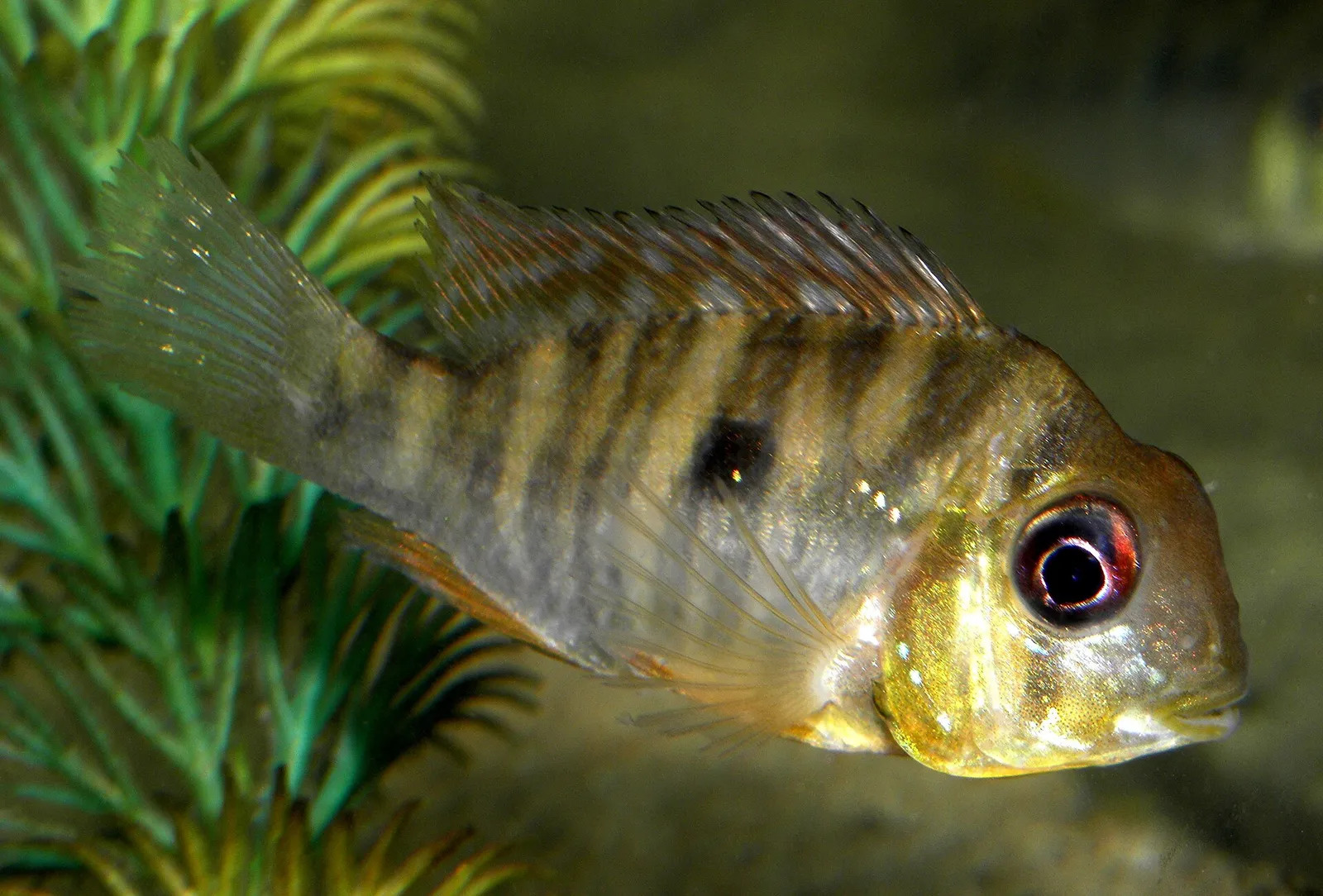 Paraguay eartheater (Gymnogeophagus balzanii)
