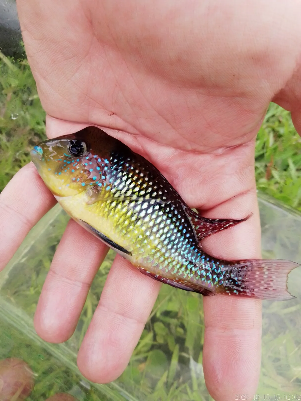 Smooth-cheek eartheater (Gymnogeophagus gymnogenys)