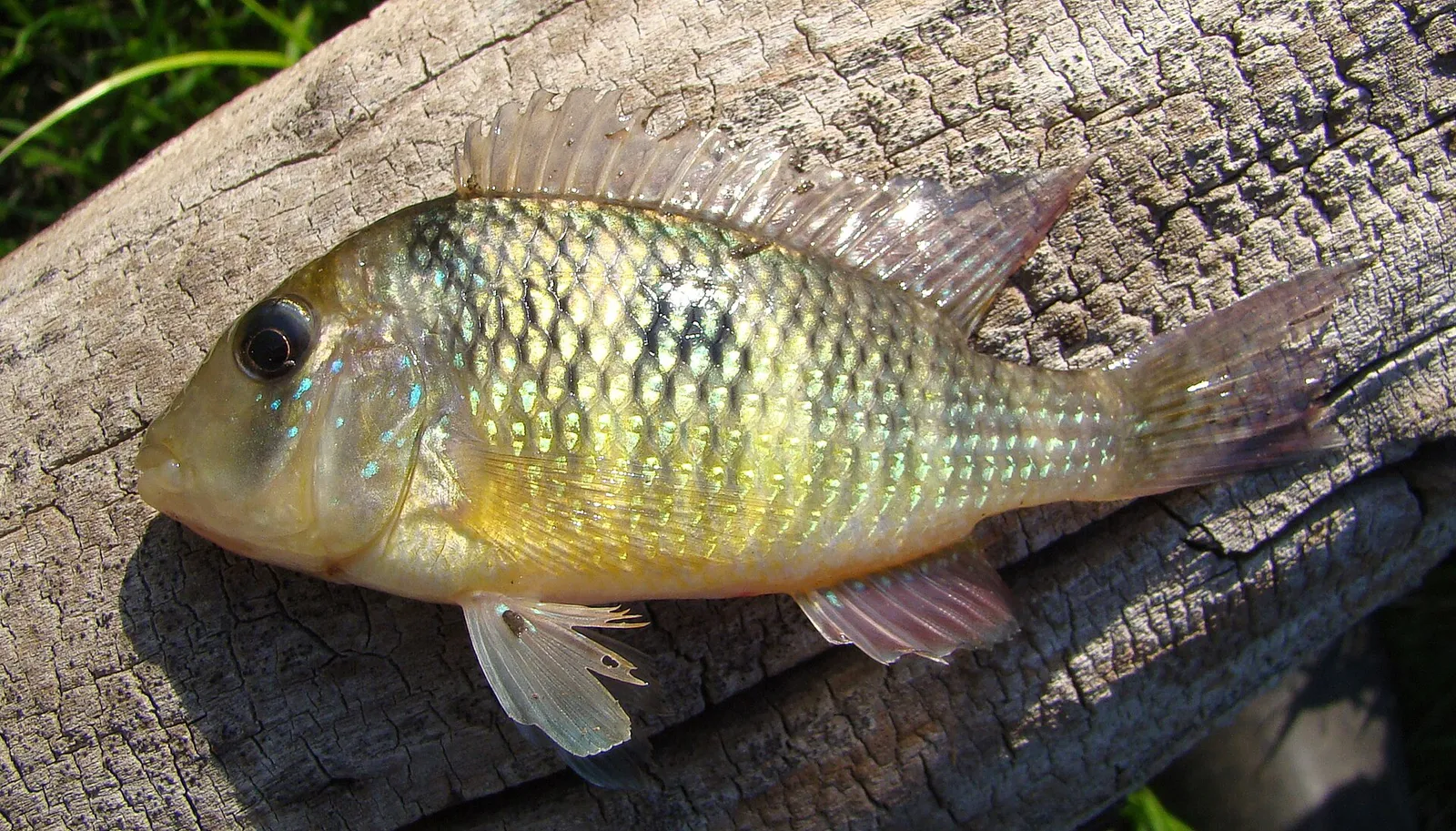 Gymnogeophagus mekinos