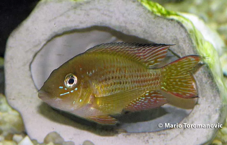 Gymnogeophagus sp. Meridionalis