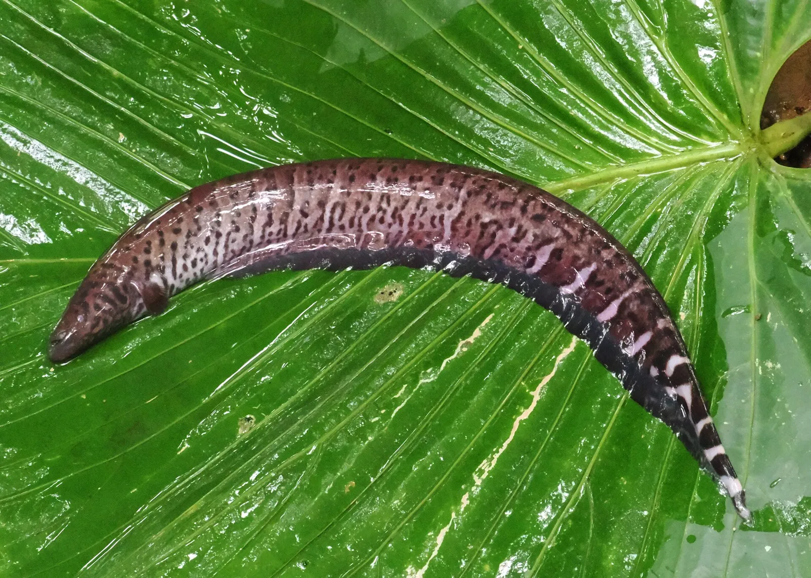 Mayupa (Gymnotus henni)