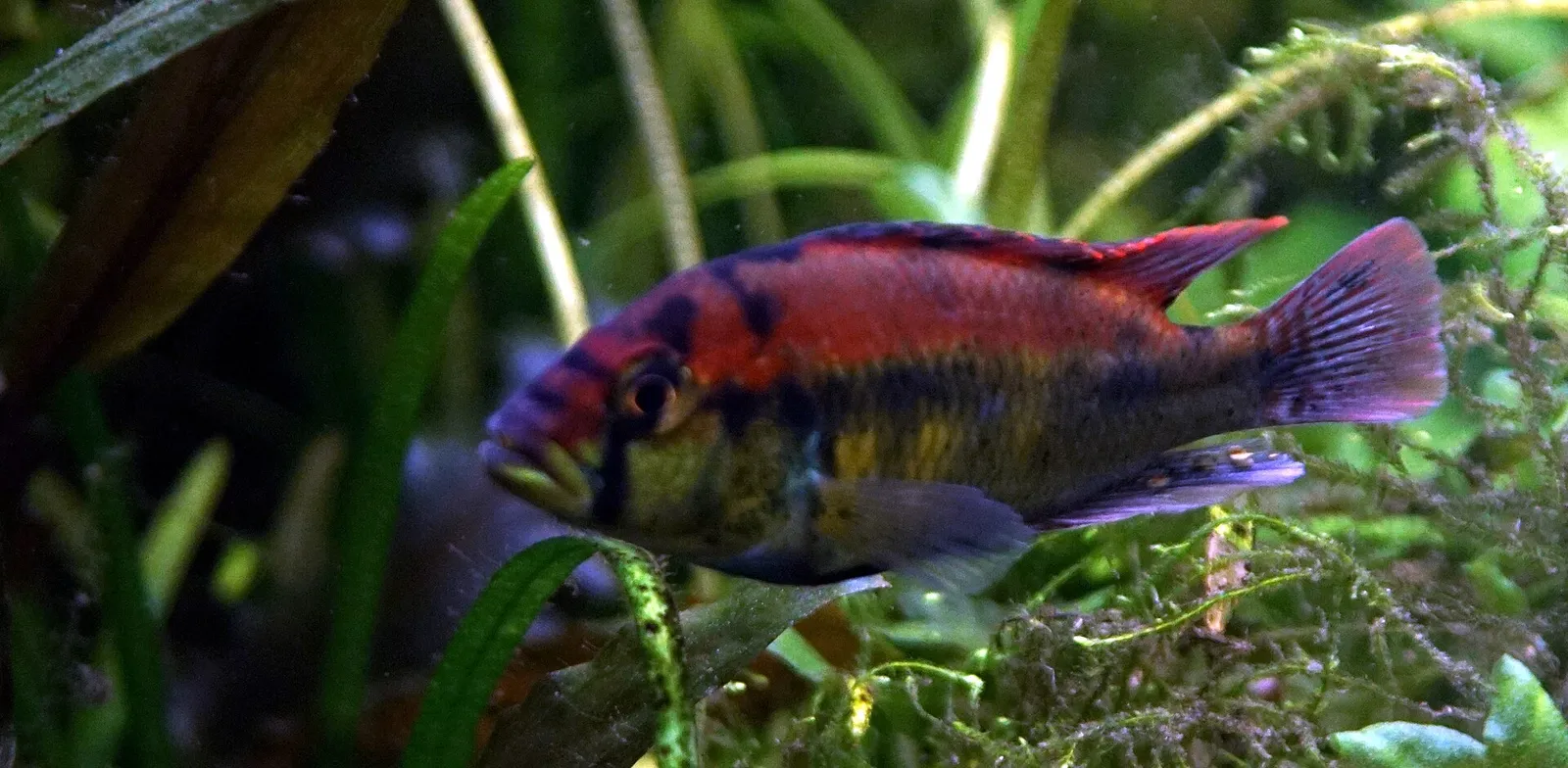 Yellow belly hap (Haplochromis aeneocolor)