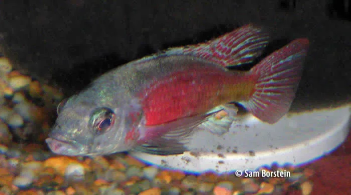 Paralabidochromis chilotes Male