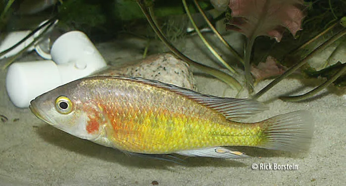 Lipochromis parvidens