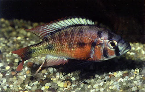 Xystichromis phytophagus
