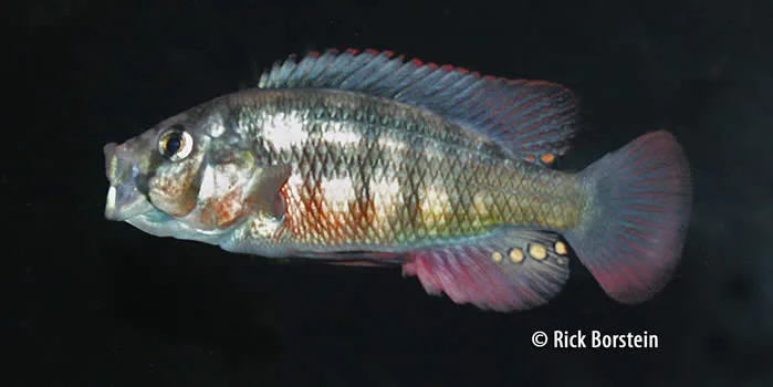 Paralabidochromis sauvagei , Paralabidochromis sp.