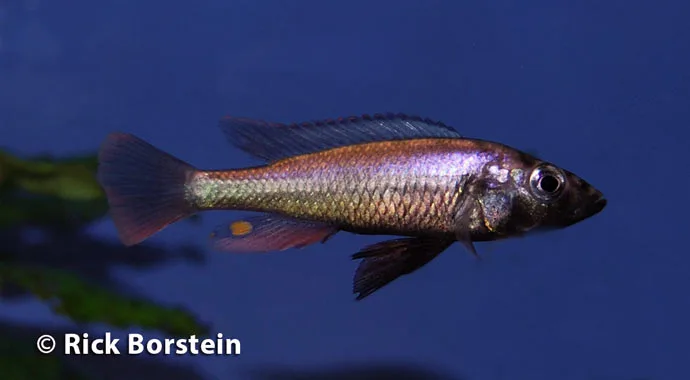 Haplochromis thereuterion