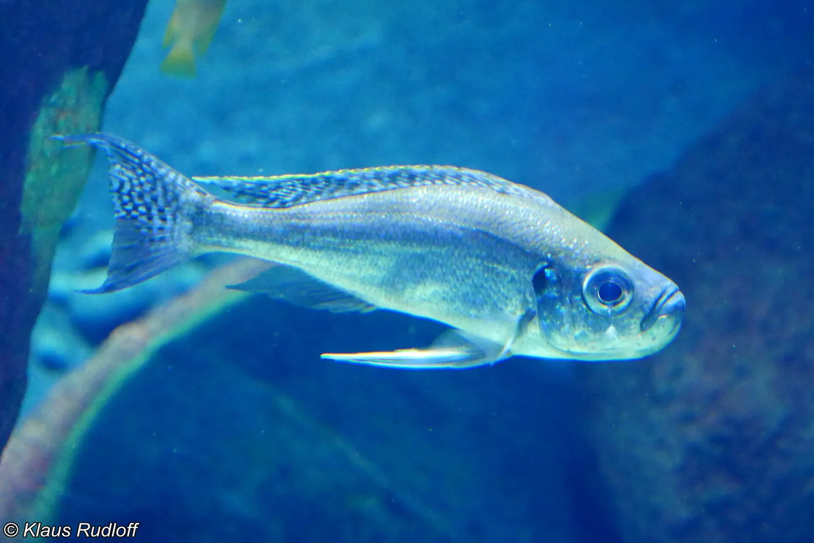 Haplotaxodon microlepis