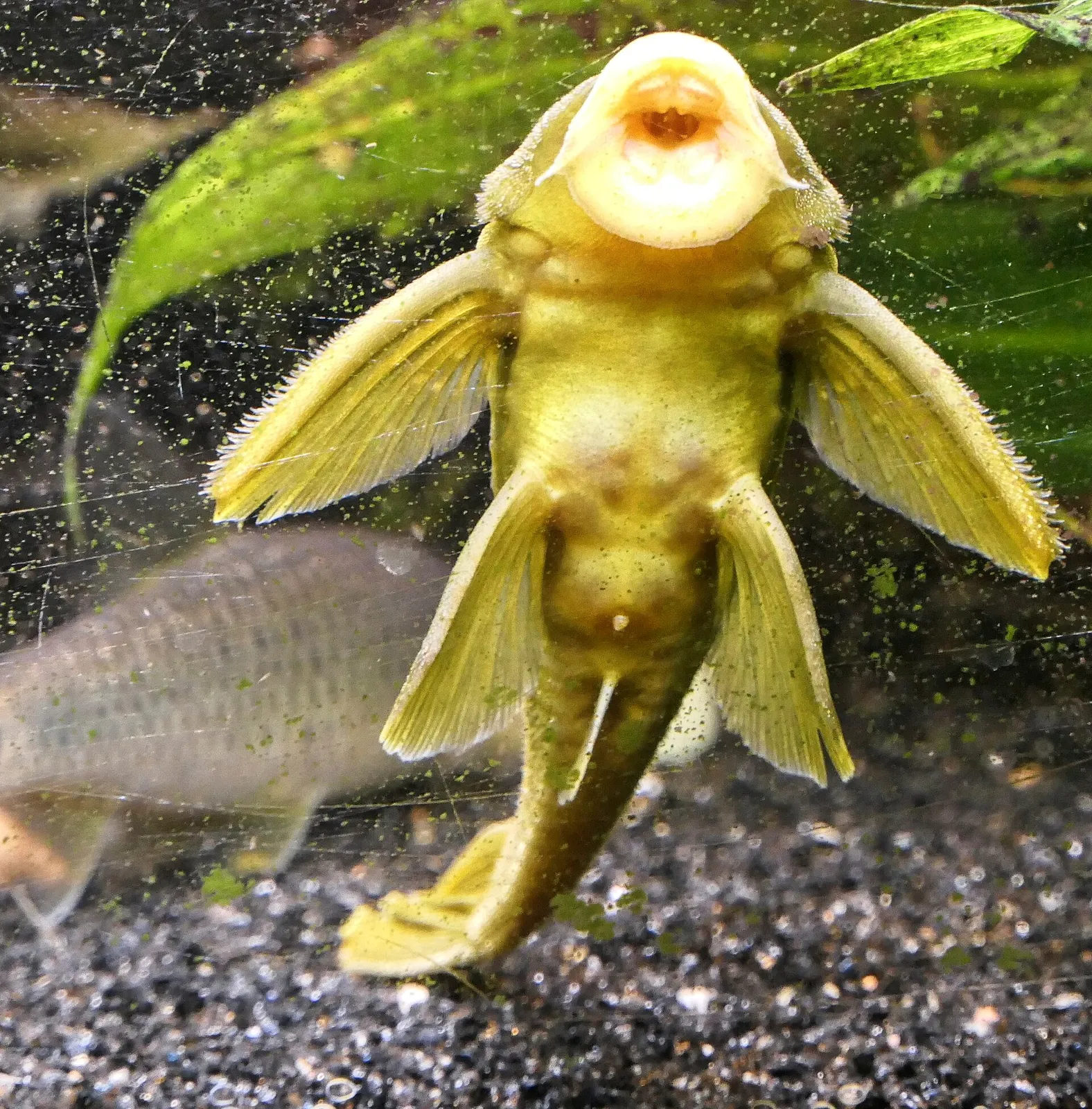 Green phantom pleco (Hemiancistrus subviridis)
