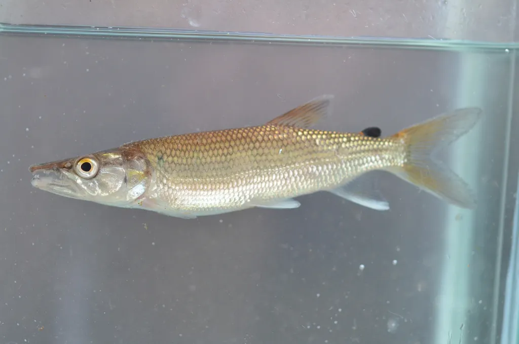 African pike characin (Hepsetus lineatus)