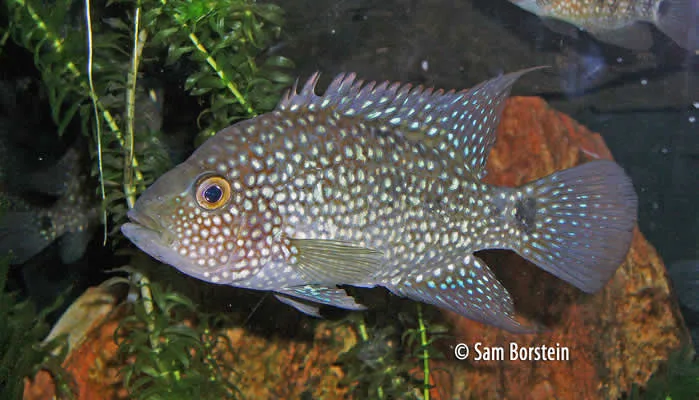 Herichthys carpintis