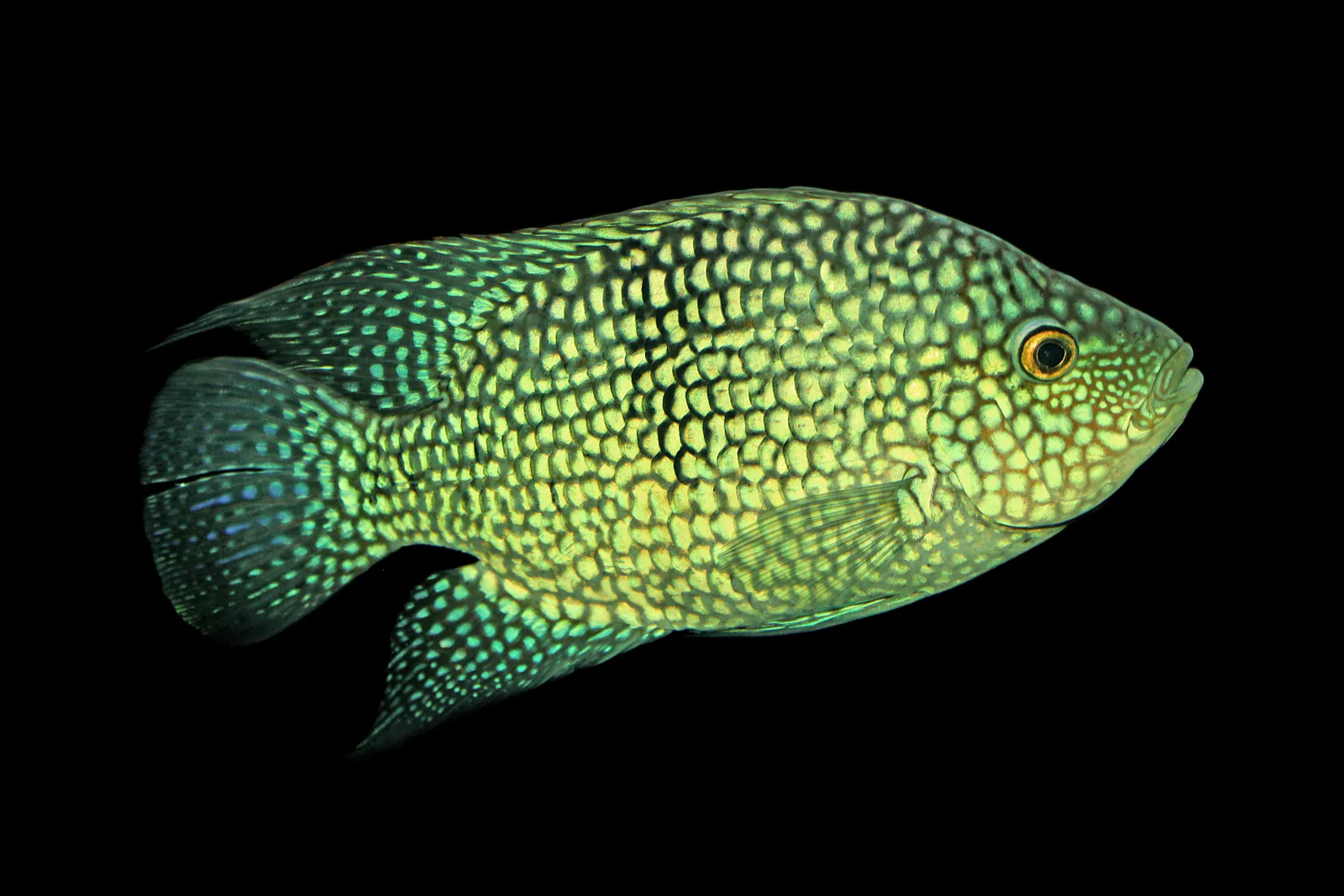 Lowland cichlid (Herichthys carpintis)