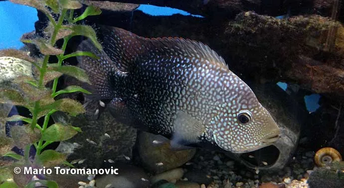 Herichthys cyanoguttatus