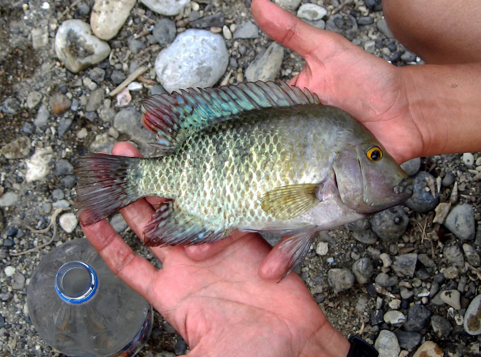 Tepehua cichlid (Herichthys tepehua)