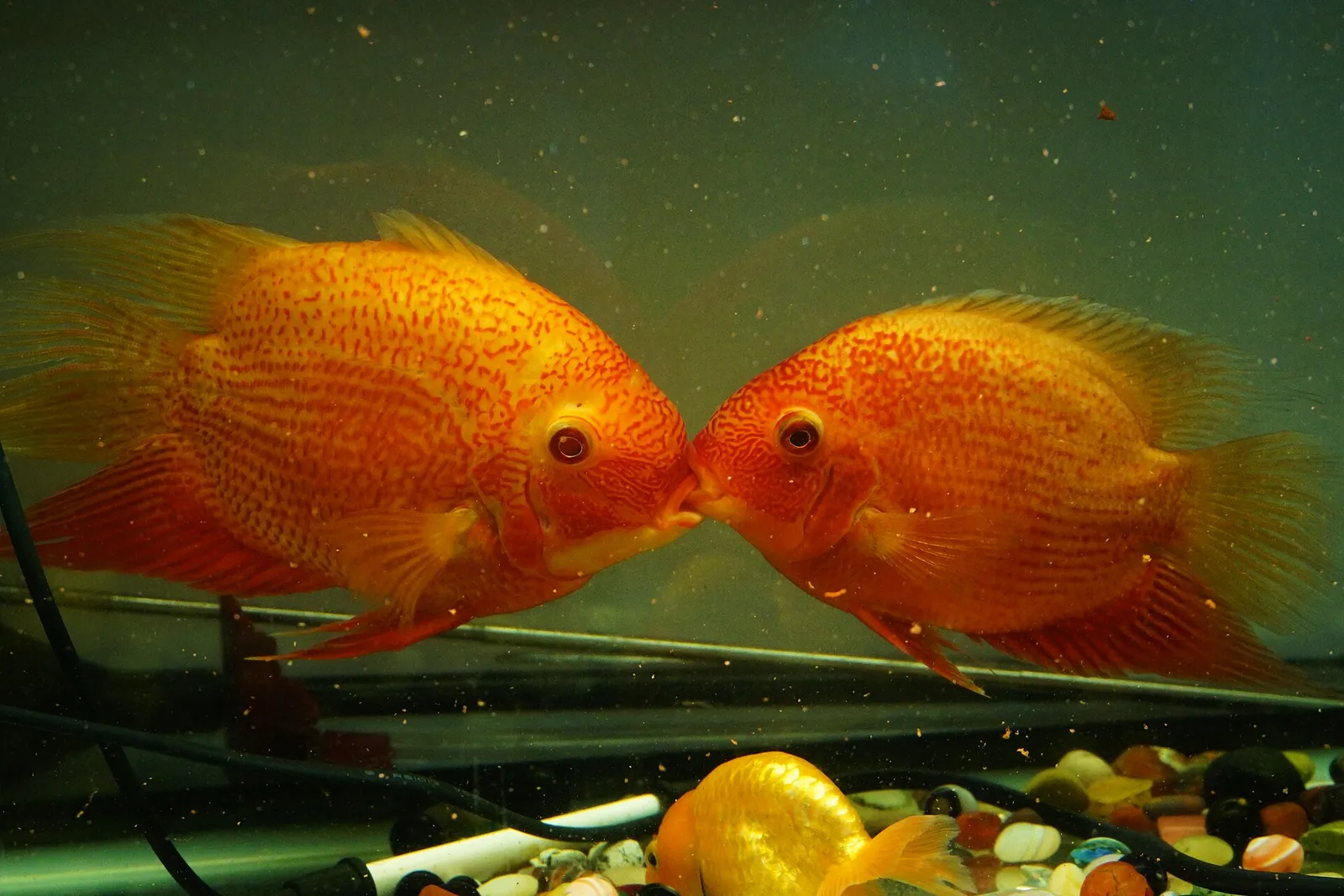 Severum (Heros severus)