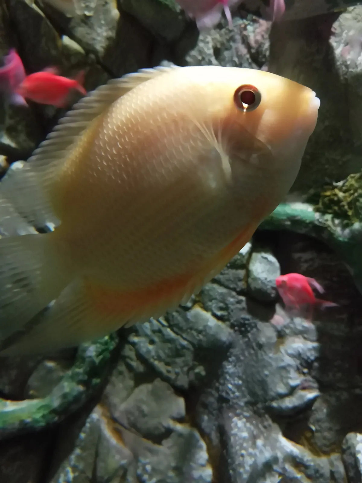 Severum (Heros severus)