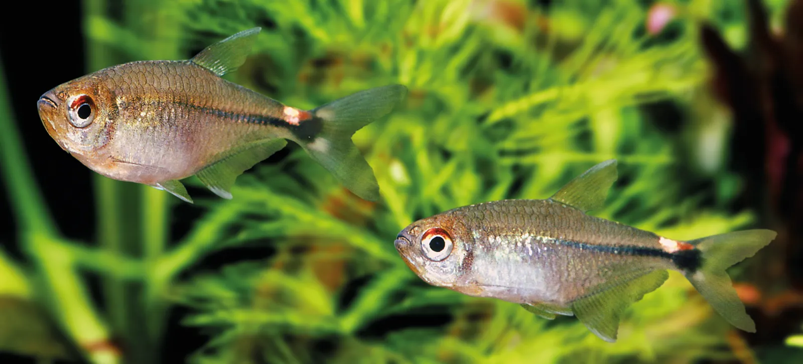 Head-and-tail-light fish (Holopristis falsa)