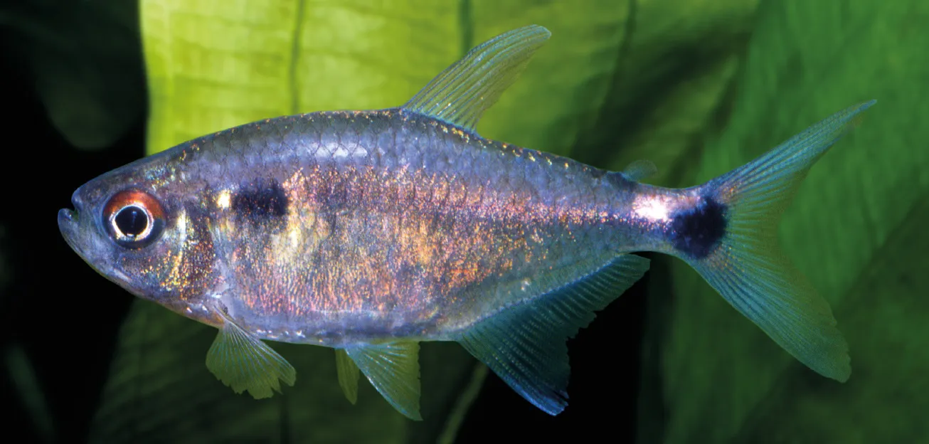Head-and-taillight Tetra (Holopristis ocellifera)