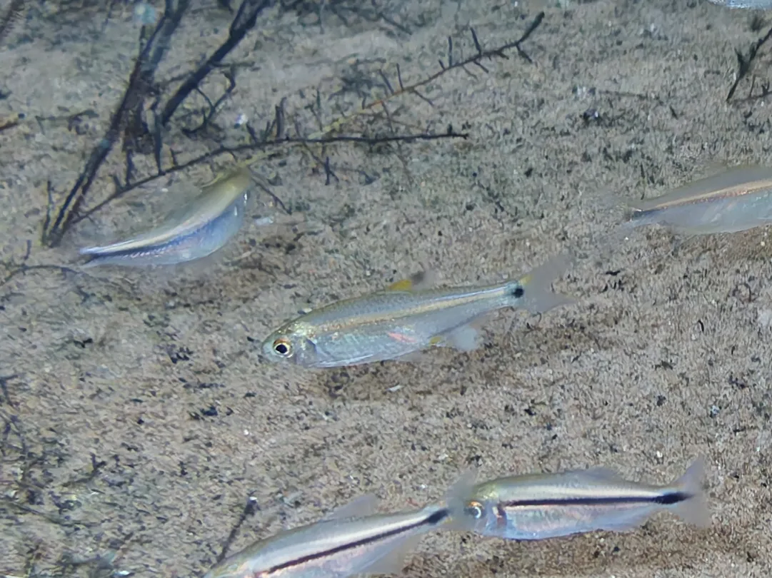 Pequira Tetra (Holoshesthes pequira)