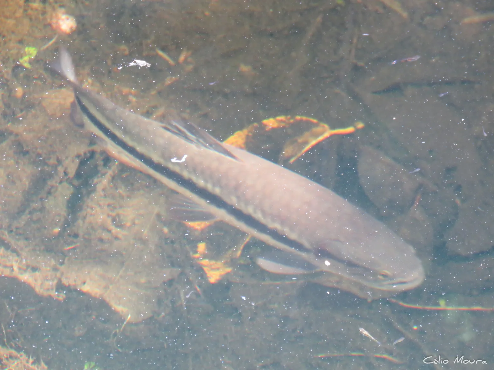 Striped trahira (Hoplerythrinus unitaeniatus)