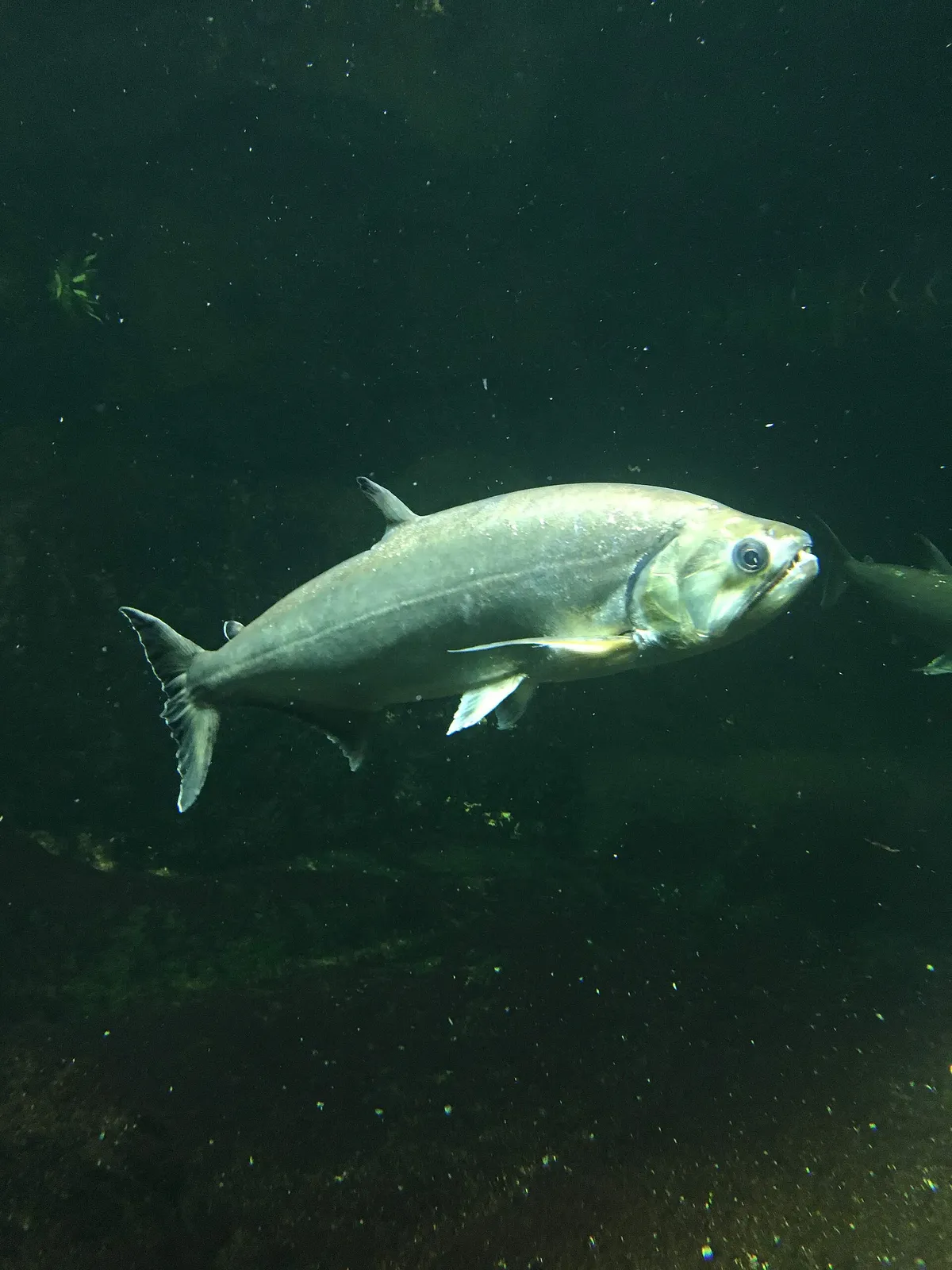 Payara (Hydrolycus armatus)
