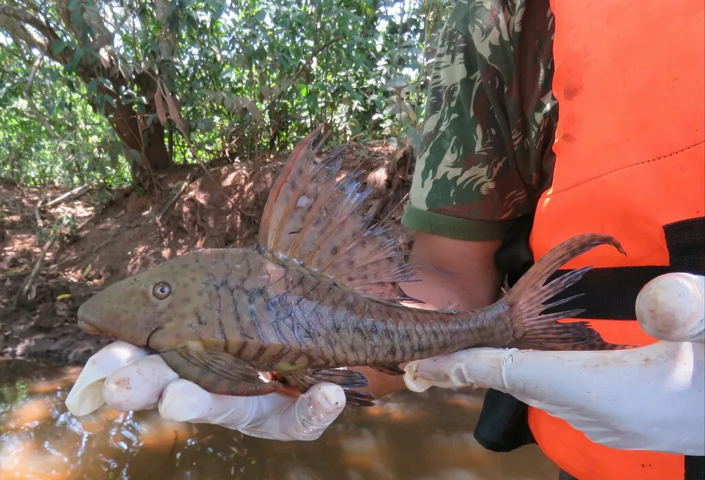 Cochliodon Pleco (Hypostomus cochliodon)