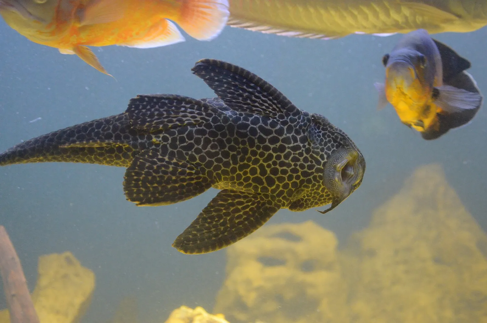 Common pleco (Hypostomus plecostomus)